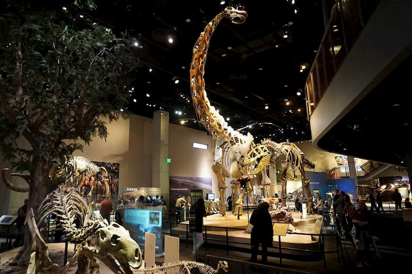 a collection of dinosaur skeletons in an exhibit at the Perot Museum