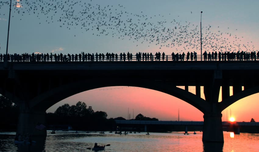 a group of onlookers watch as a swarm of bats fly into the sunset  on an Austin bridge