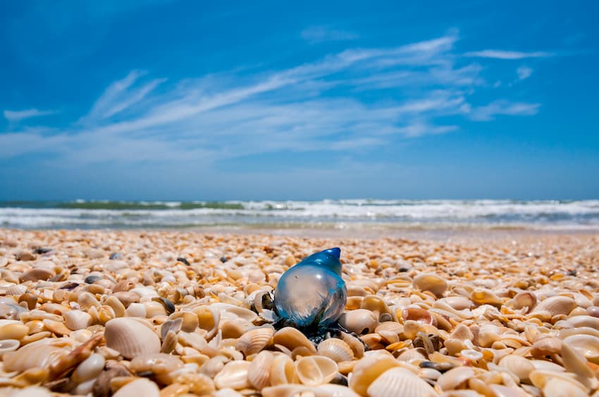 Seashells on the beach at the Padre Island National Seashore