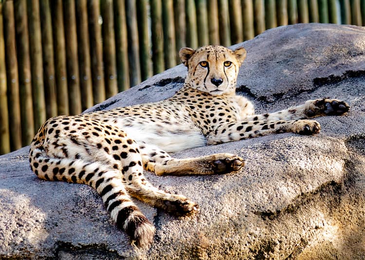 Cheetah at the Houston Zoo