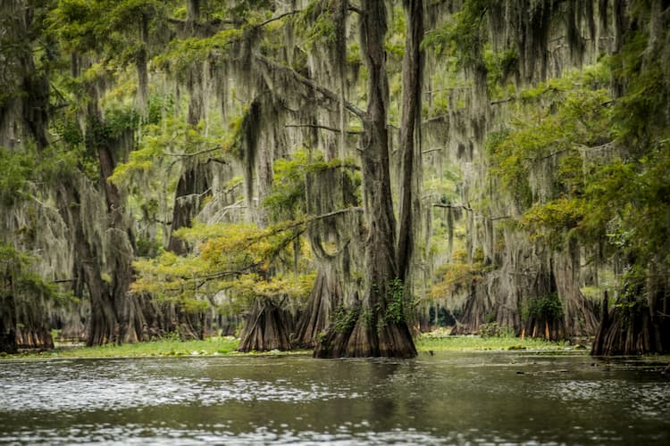 Caddo Lake State Park