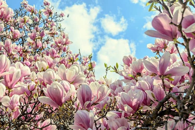 Magnolias blooming