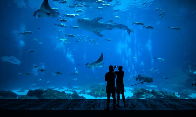 houston aquarium